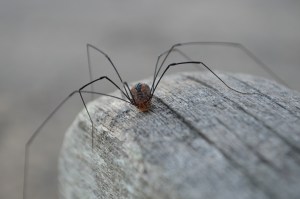 spider-1100173_1920