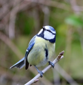 blue-tit-1328798_1920
