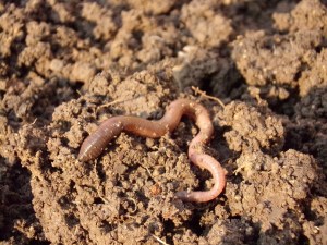 earthworm-686593_1920