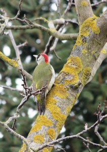 green-woodpecker-92610_1280