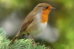robin-1269678_1280