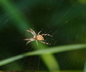 spider-429214_1920