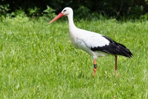 stork-430239_1920