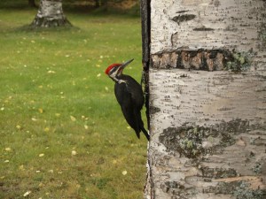 woodpecker-62139_1920