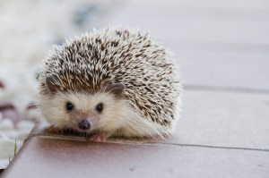 hedgehog-1215140_1920