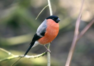 eurasian-bullfinch-959262_1280
