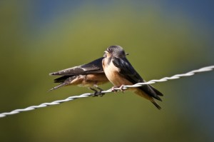 swallows-626216_1280