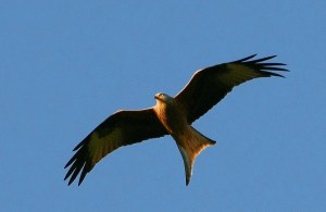 bird-of-prey-302591_1280